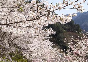 大川村で桜と芝桜の両方が楽しめる！ピクニック気分で行ってみよう